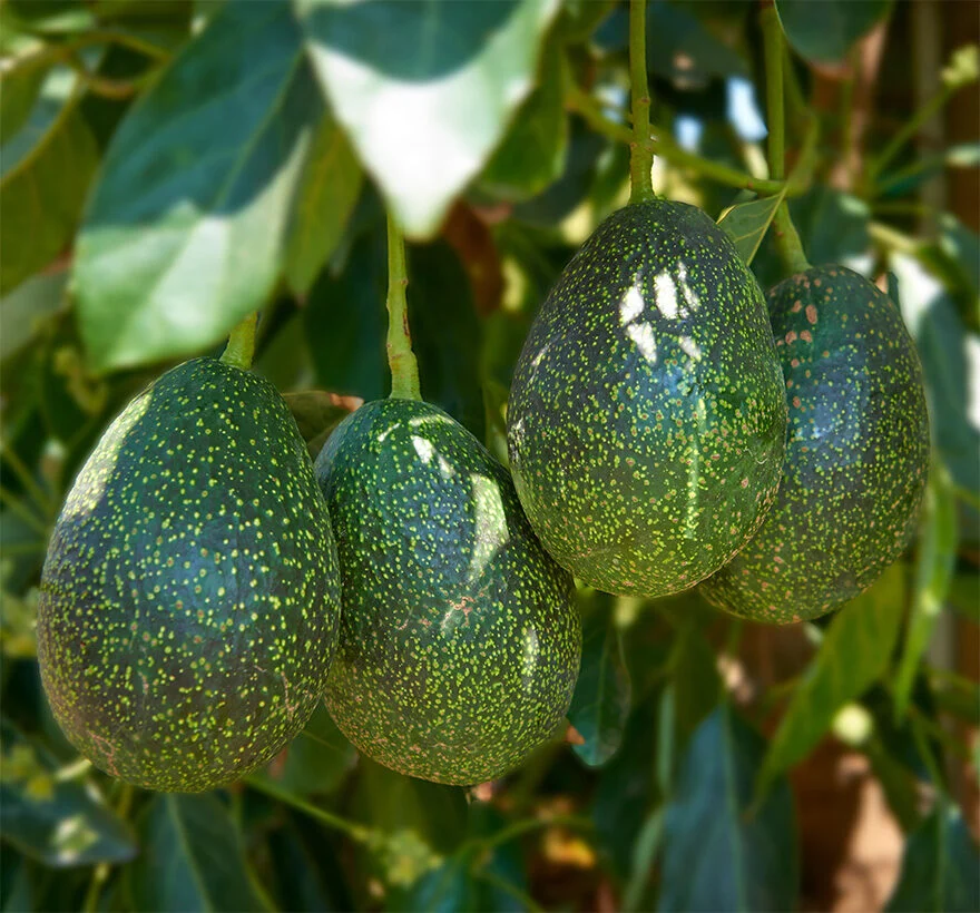 California Crema Avocado on Tree